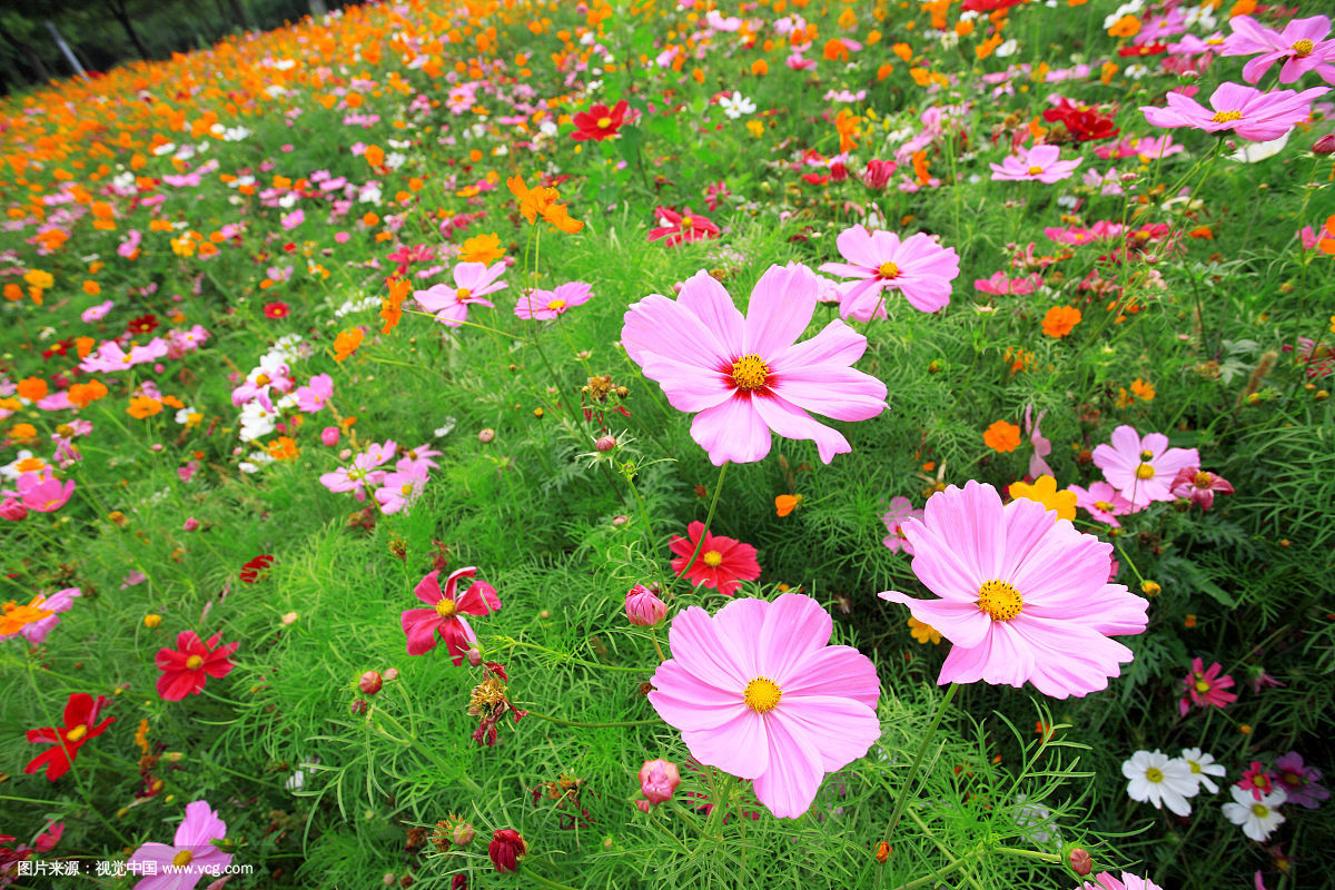 植物（鲜花类）进出口代理